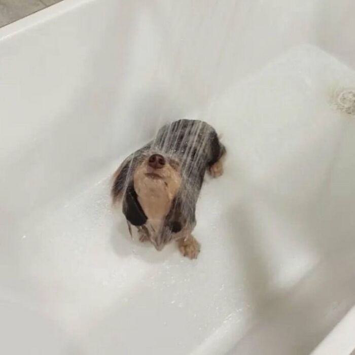 Tiny Animals Doing Their Best to Totally Melt Your Heart