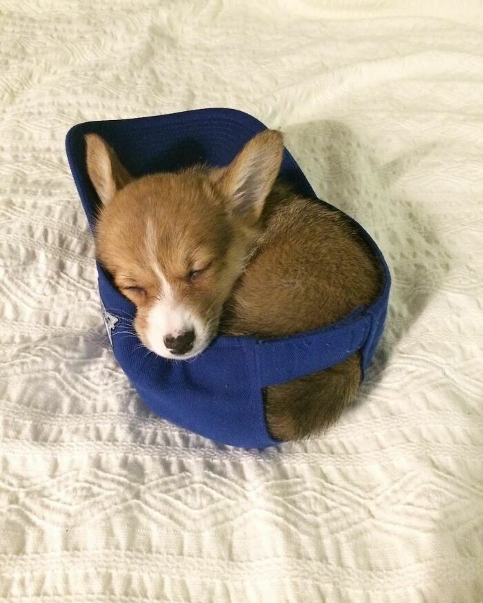 Tiny Animals Doing Their Best to Totally Melt Your Heart