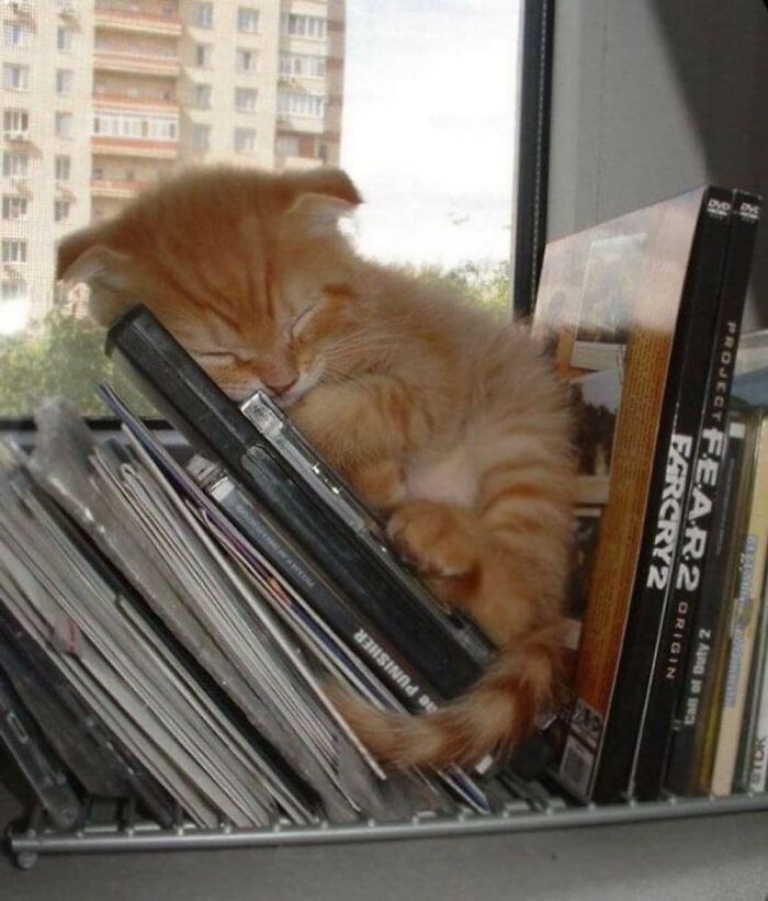 Tiny Animals Doing Their Best to Totally Melt Your Heart