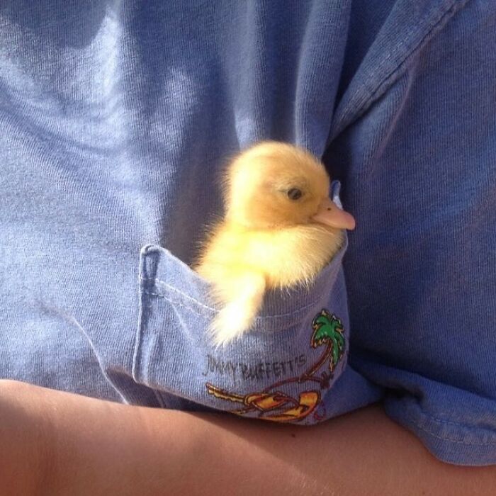 Tiny Animals Doing Their Best to Totally Melt Your Heart