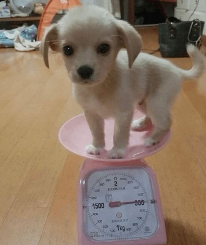 Tiny Animals Doing Their Best to Totally Melt Your Heart