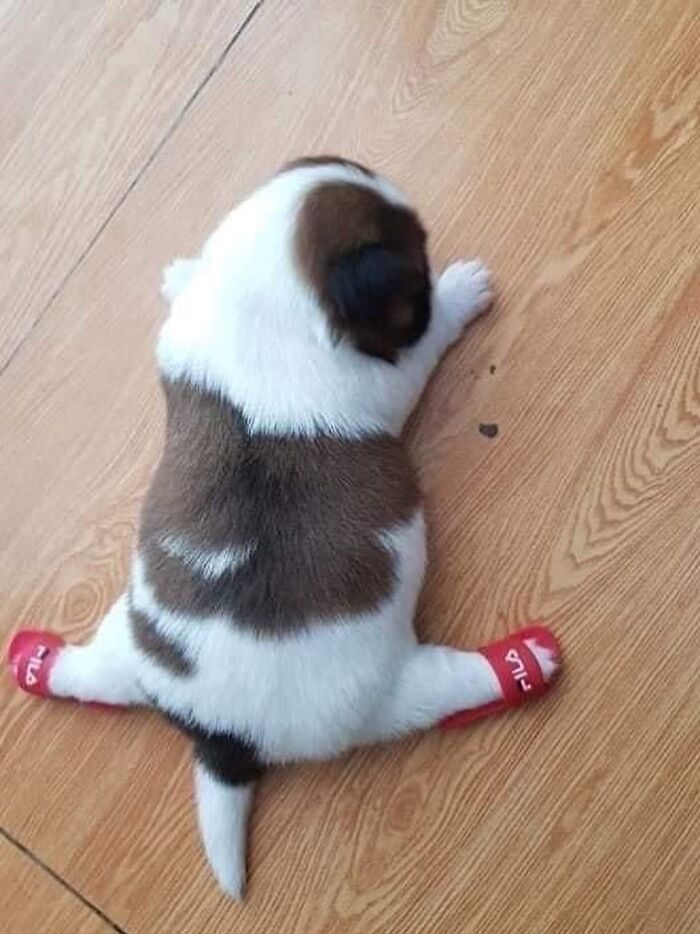 Tiny Animals Doing Their Best to Totally Melt Your Heart