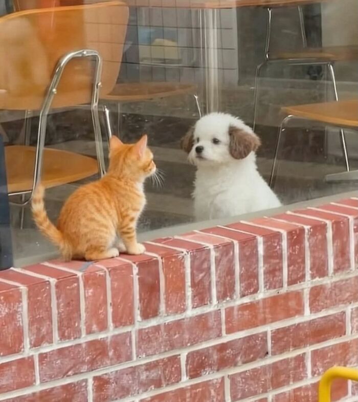 Tiny Animals Doing Their Best to Totally Melt Your Heart