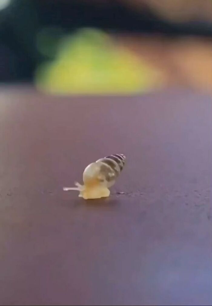 Tiny Animals Doing Their Best to Totally Melt Your Heart