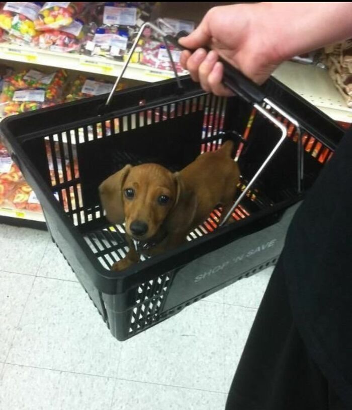 Tiny Animals Doing Their Best to Totally Melt Your Heart