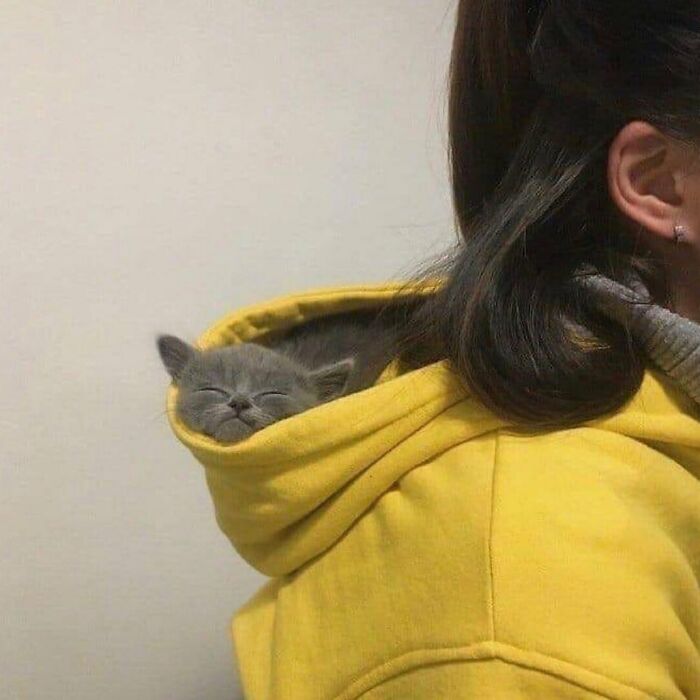 Tiny Animals Doing Their Best to Totally Melt Your Heart