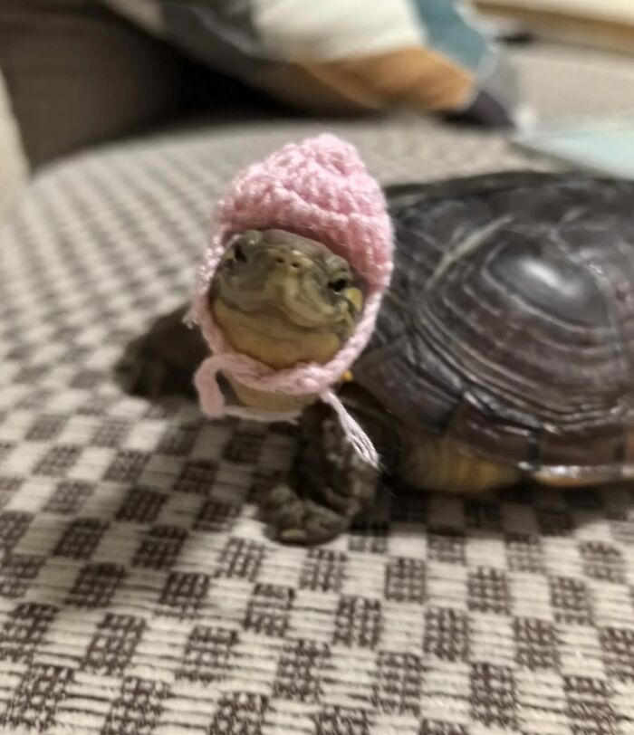 Tiny Animals Doing Their Best to Totally Melt Your Heart