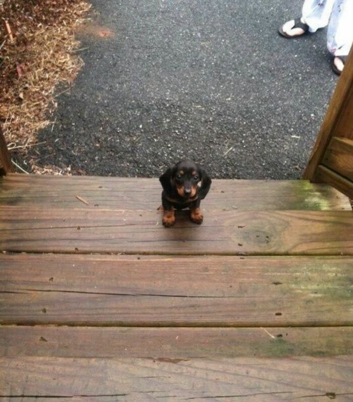 Tiny Animals Doing Their Best to Totally Melt Your Heart