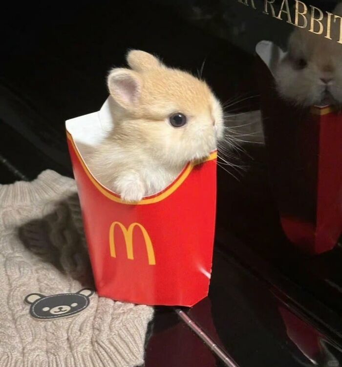 Tiny Animals Doing Their Best to Totally Melt Your Heart