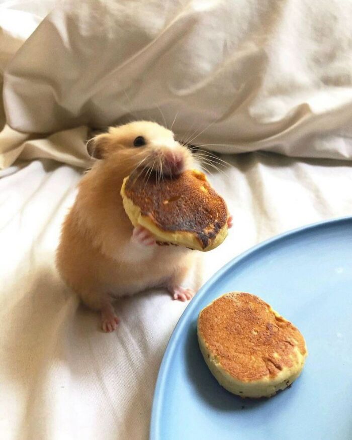 Tiny Animals Doing Their Best to Totally Melt Your Heart