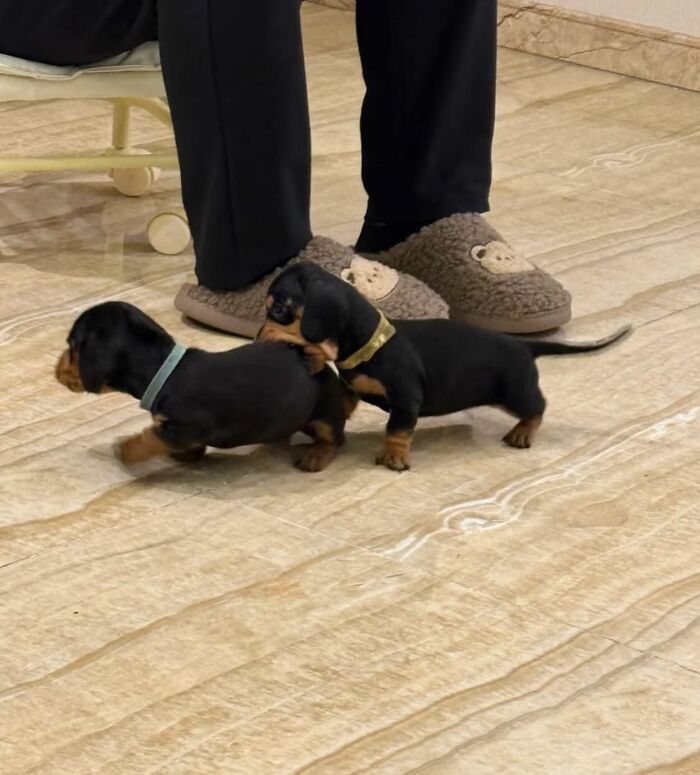 Tiny Animals Doing Their Best to Totally Melt Your Heart