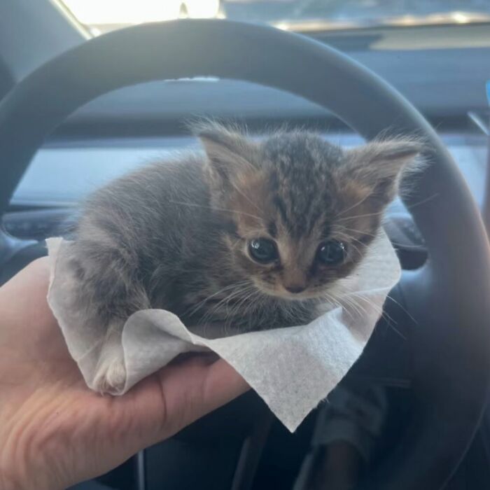 Tiny Animals Doing Their Best to Totally Melt Your Heart