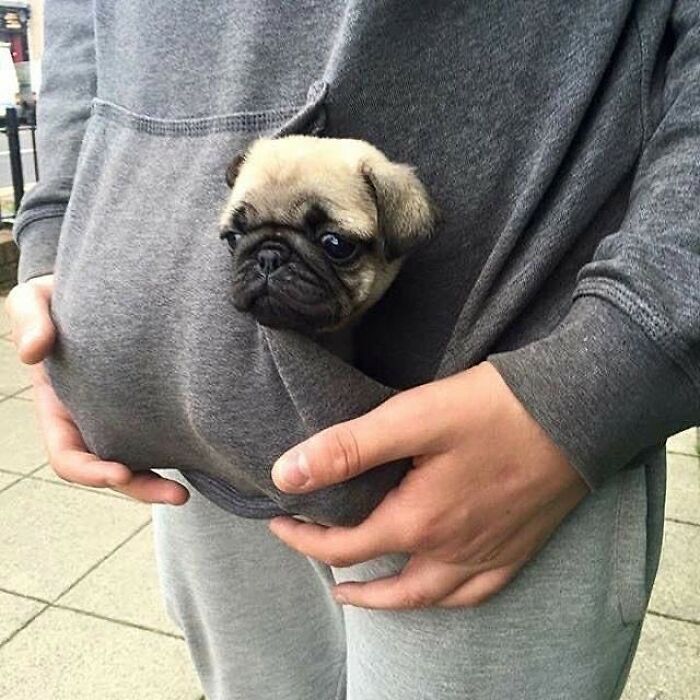 Tiny Animals Doing Their Best to Totally Melt Your Heart