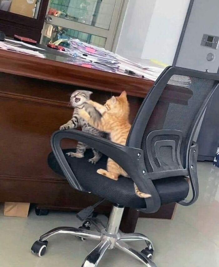 Tiny Animals Doing Their Best to Totally Melt Your Heart