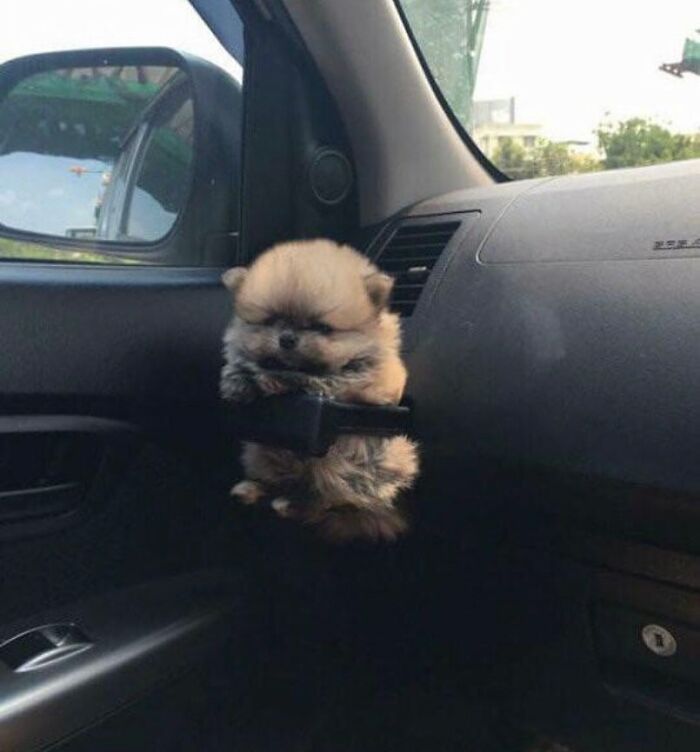 Tiny Animals Doing Their Best to Totally Melt Your Heart