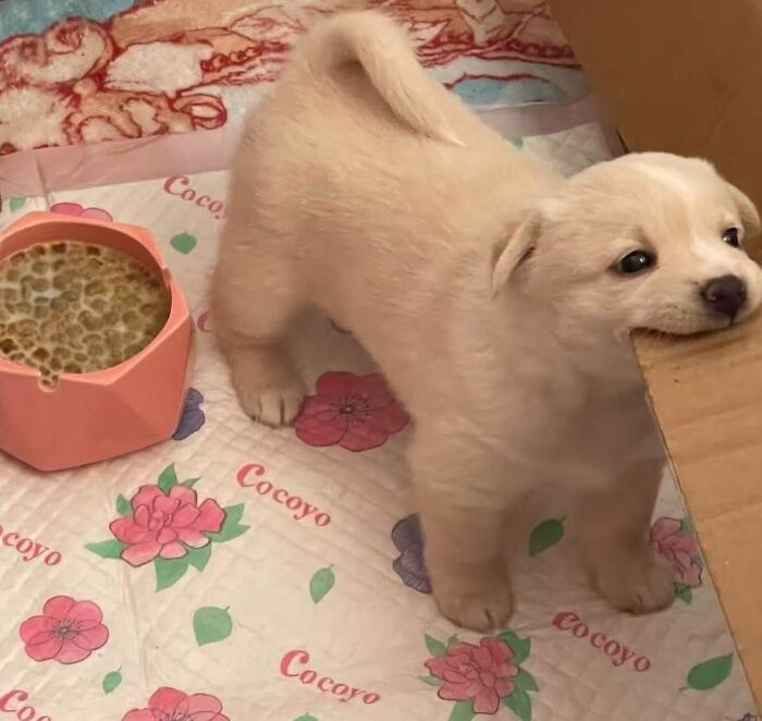 Tiny Animals Doing Their Best to Totally Melt Your Heart