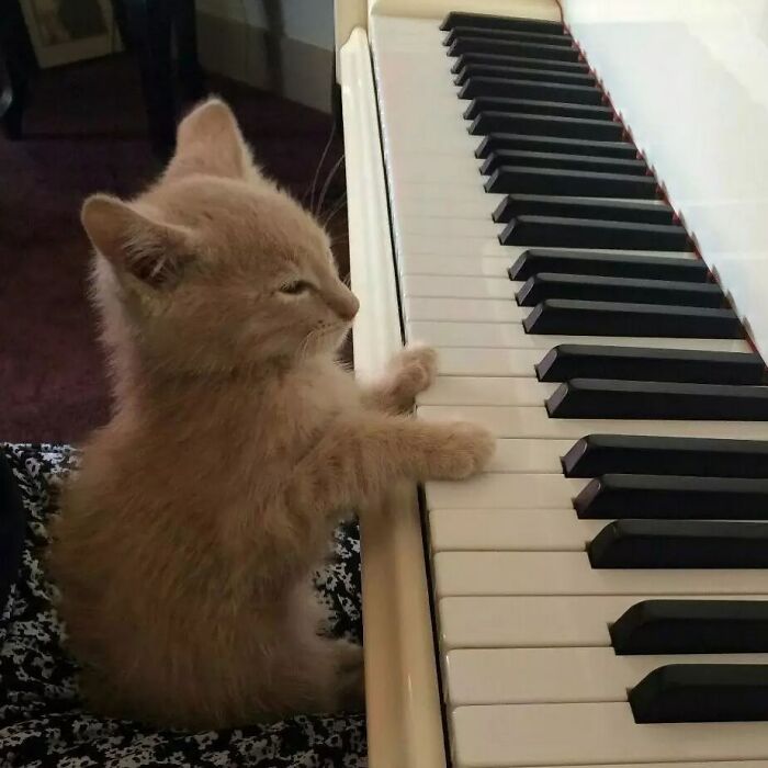 Tiny Animals Doing Their Best to Totally Melt Your Heart