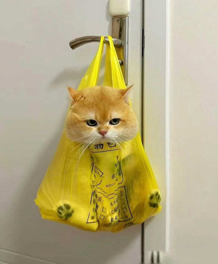 Tiny Animals Doing Their Best to Totally Melt Your Heart