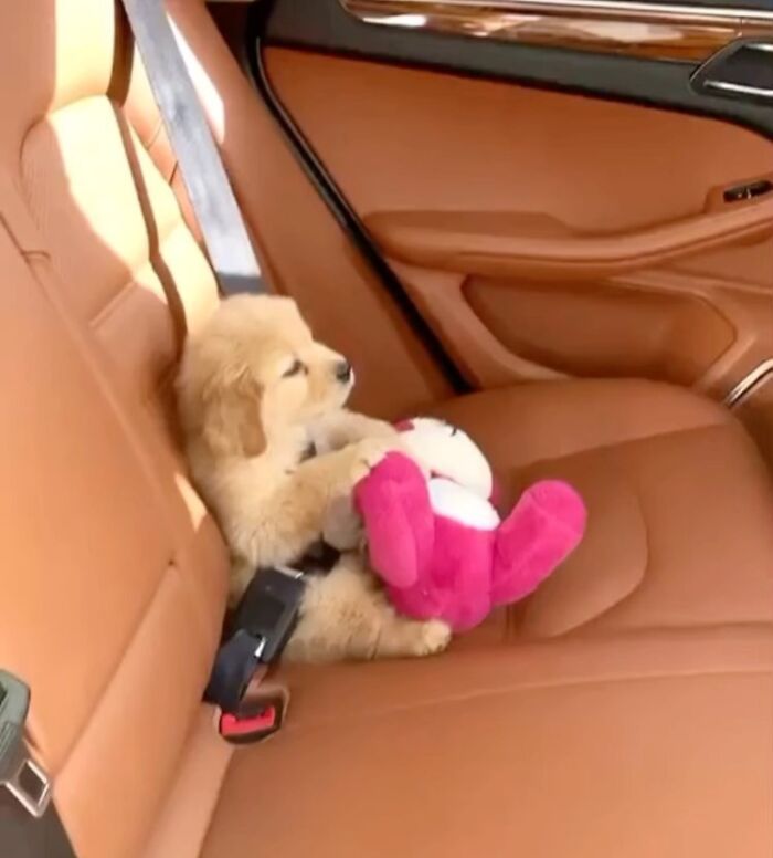 Tiny Animals Doing Their Best to Totally Melt Your Heart