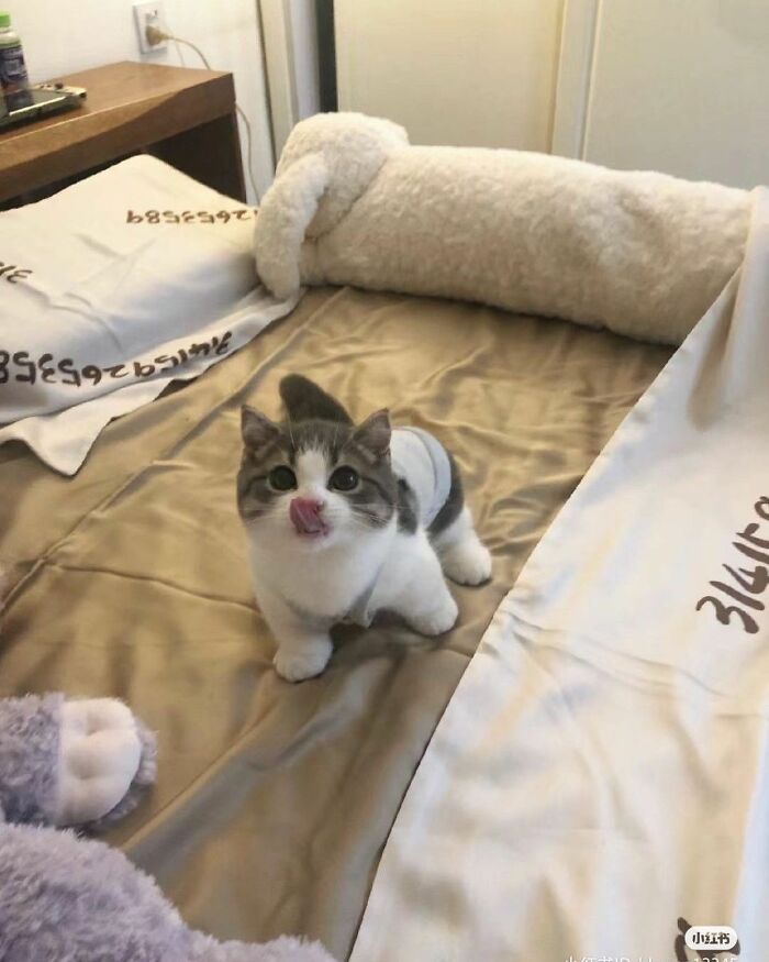 Tiny Animals Doing Their Best to Totally Melt Your Heart