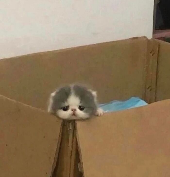 Tiny Animals Doing Their Best to Totally Melt Your Heart