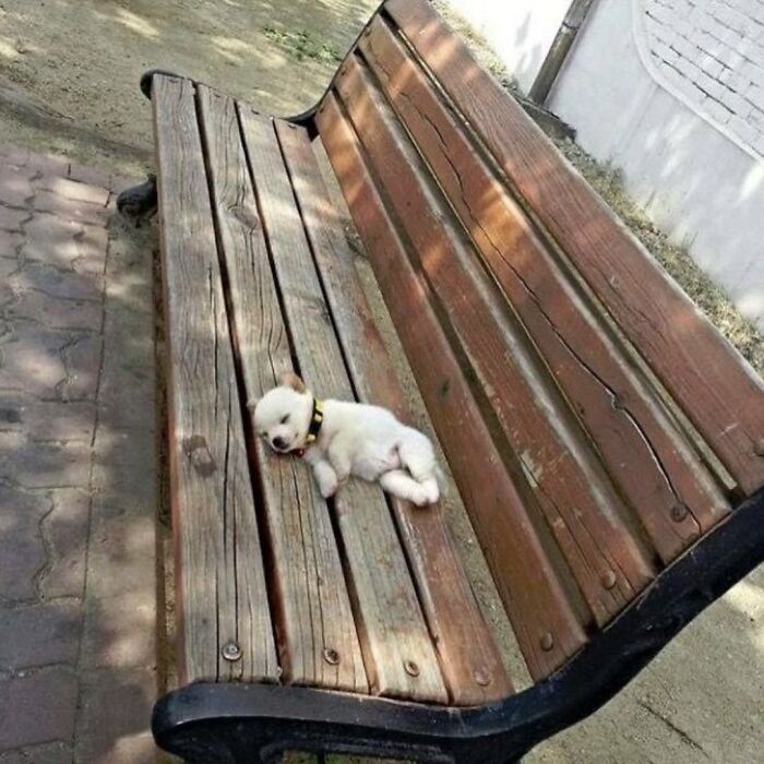 Tiny Animals Doing Their Best to Totally Melt Your Heart