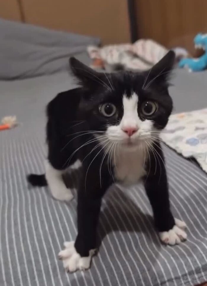 Tiny Animals Doing Their Best to Totally Melt Your Heart