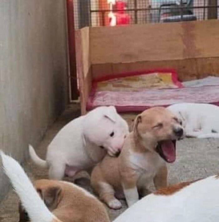 Tiny Animals Doing Their Best to Totally Melt Your Heart