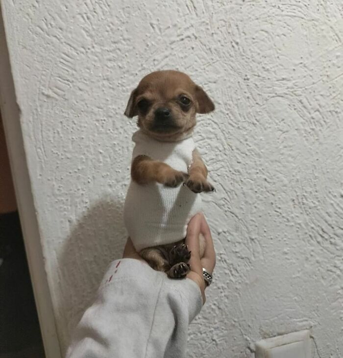 Tiny Animals Doing Their Best to Totally Melt Your Heart