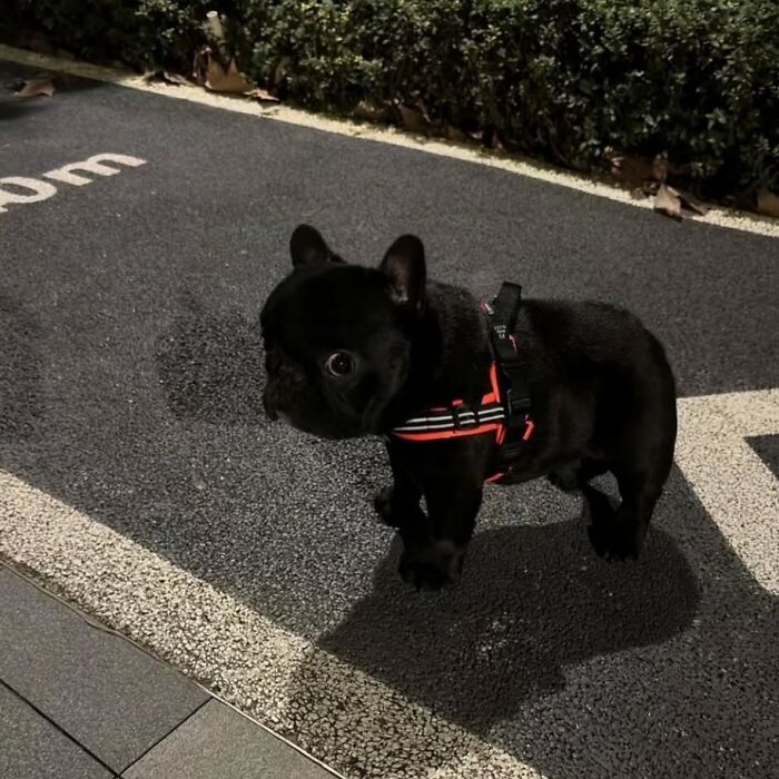 Tiny Animals Doing Their Best to Totally Melt Your Heart