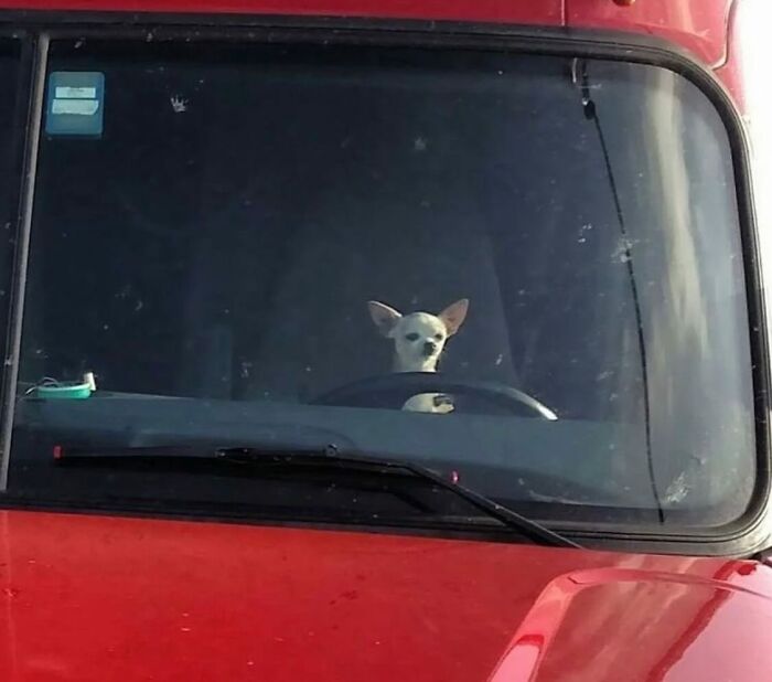 Tiny Animals Doing Their Best to Totally Melt Your Heart