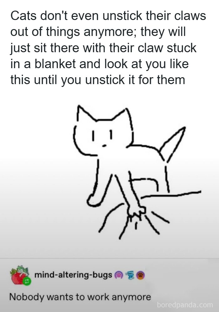 This Generation of Cats Has Mastered Laziness