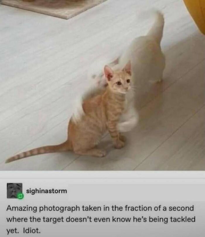 Nailedit! Perfectly Timed Shot