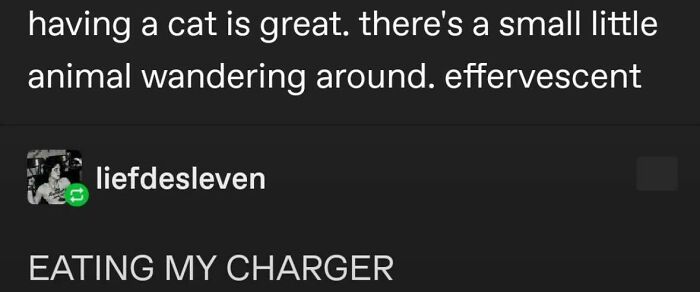 Cute Little Companions... Until They Chew Your Charger
