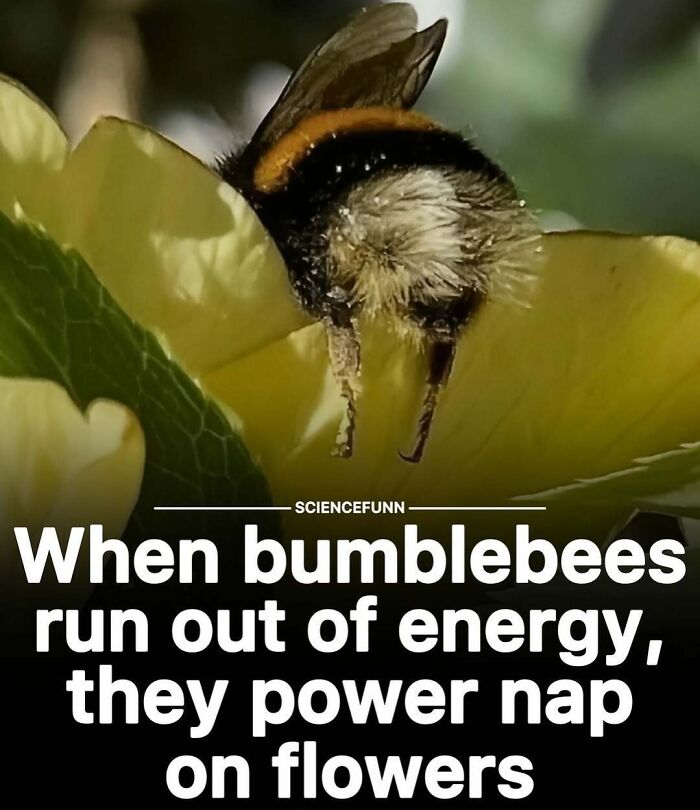 Wait, They Actually Ranked These Science Memes?!