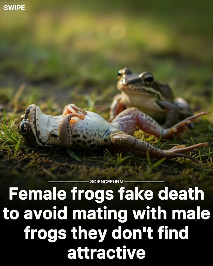 Wait, They Actually Ranked These Science Memes?!