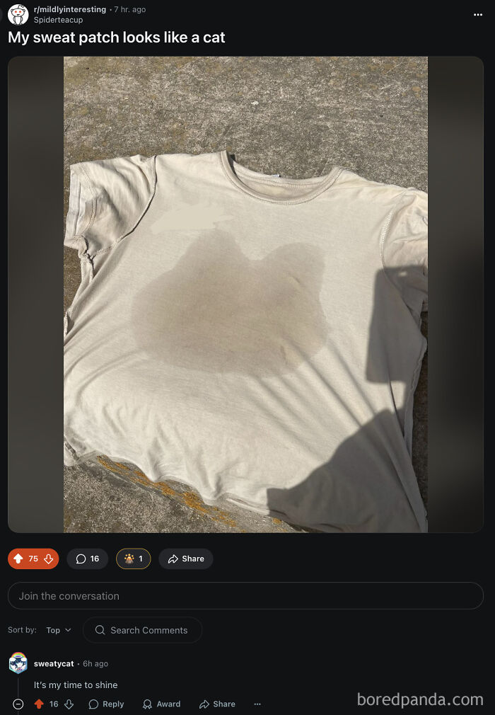 Sweaty Cat’s Big Moment