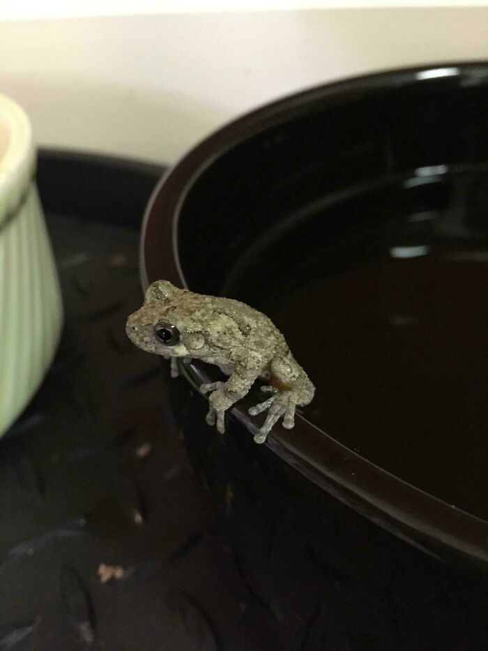 Frog Found Chillin' On My Cat’s Water Bowl