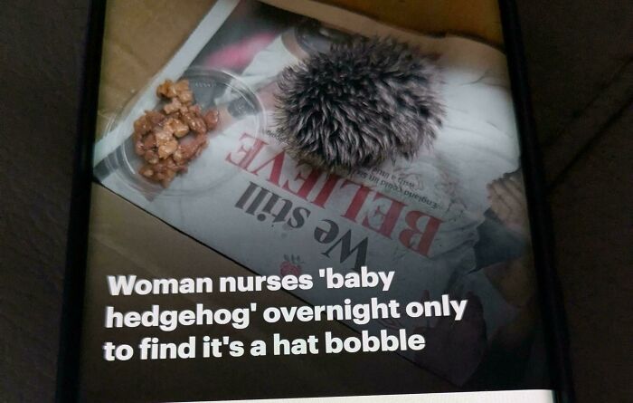 Thought I Was Taking Care Of A Baby Hedgehog... Nope, It Was Just a Hat Pom-Pom