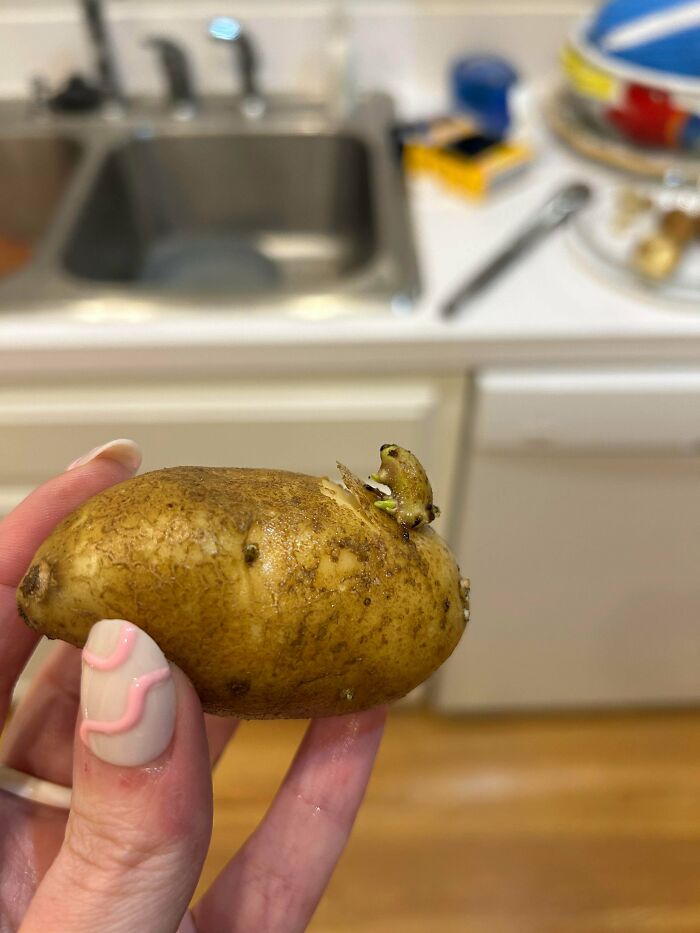 Froggy Just Hanging Out