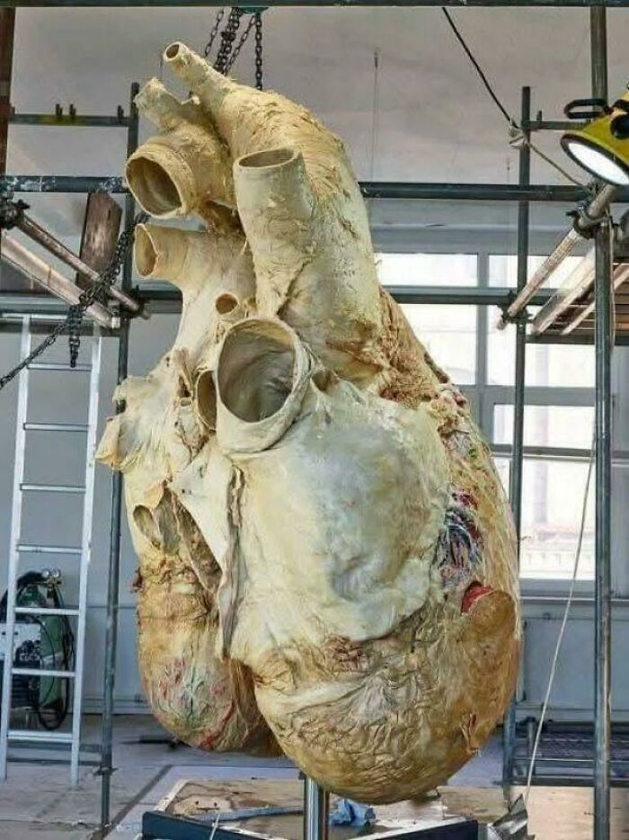 A Blue Whale's Heart Is Like a Mega Drum You Can Hear Miles Away