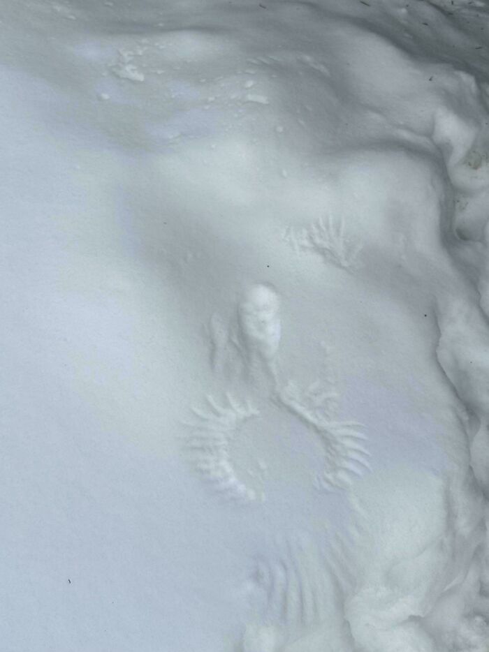 Mystery Print In The Snow