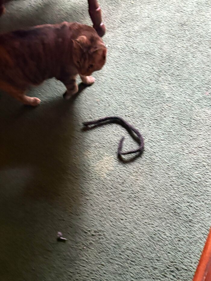 A Random Hair Braid Appeared In My Driveway… And It’s Not Mine!