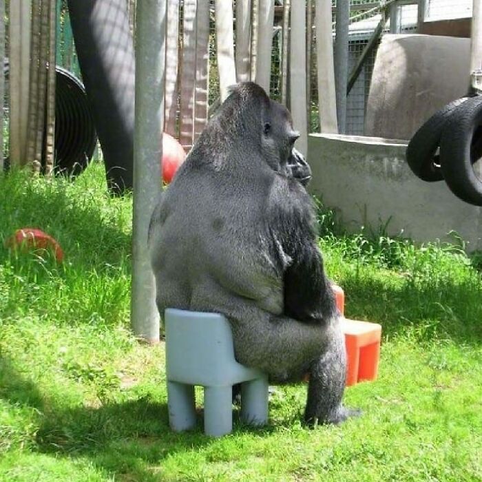 Wait, They Actually Collected These?? 99 Photos That Are So Weird You’ll Laugh and Groan