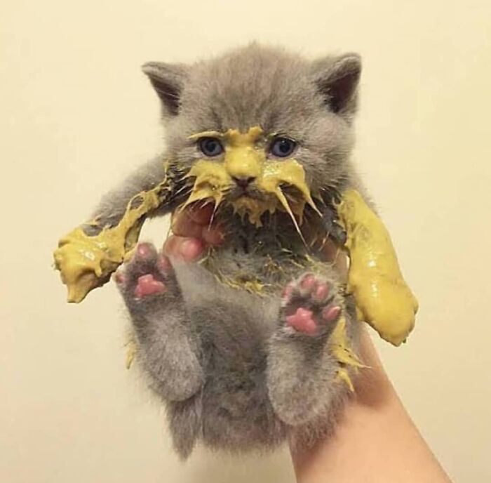 Wait, They Actually Collected These?? 99 Photos That Are So Weird You’ll Laugh and Groan
