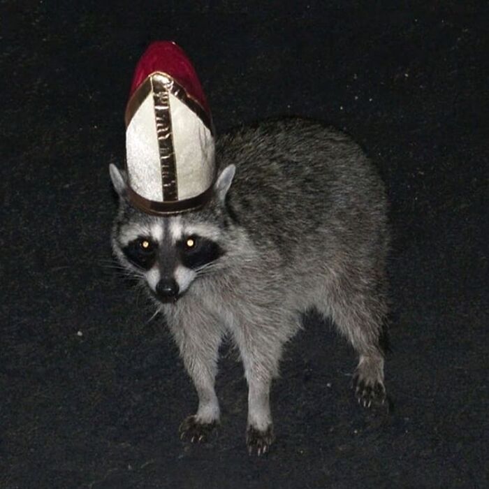 Wait, They Actually Collected These?? 99 Photos That Are So Weird You’ll Laugh and Groan