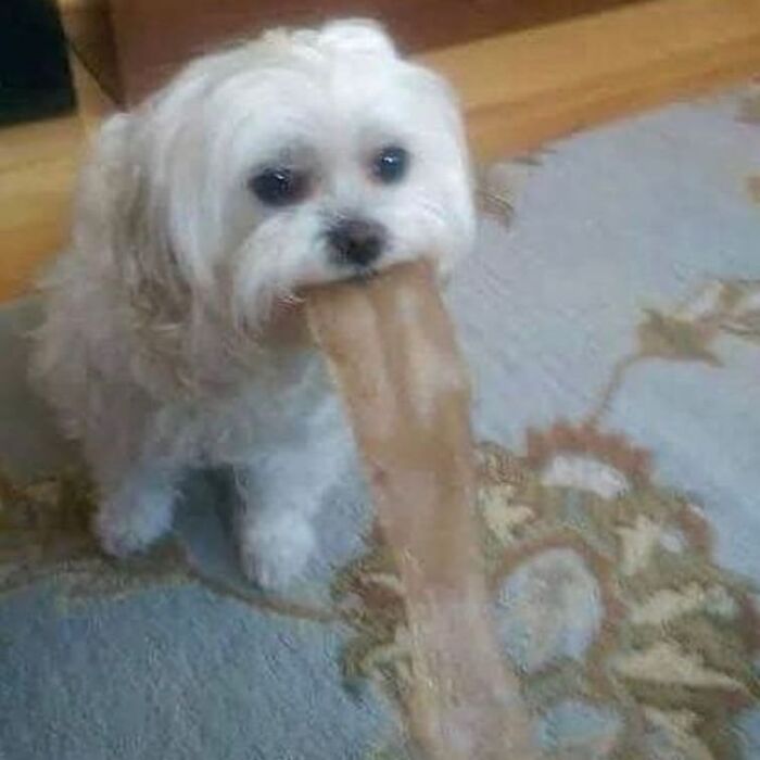 Wait, They Actually Collected These?? 99 Photos That Are So Weird You’ll Laugh and Groan