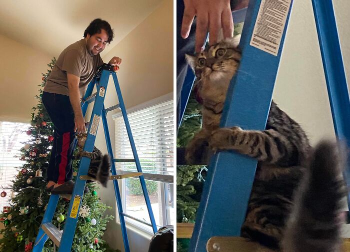 Indoor Cat Meets Heights For The First Time And Hates It Instantly