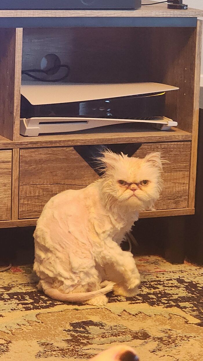 Meet Coco: Banned From Groomers, Now DIY Haircuts Forever