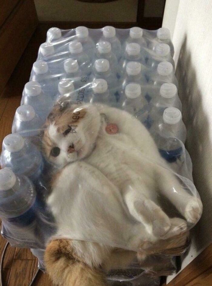 Mistakes Were Made, And Here’s the Proof